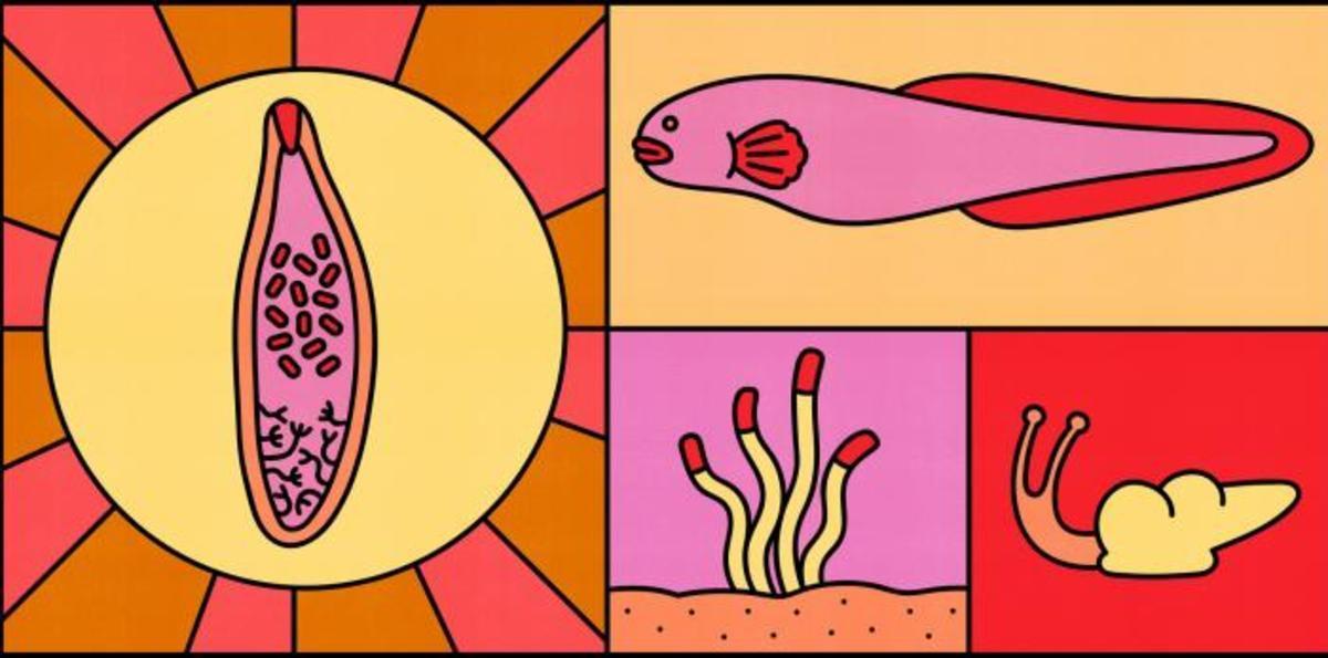 teenage parasite Atlantic.jpg (Full)